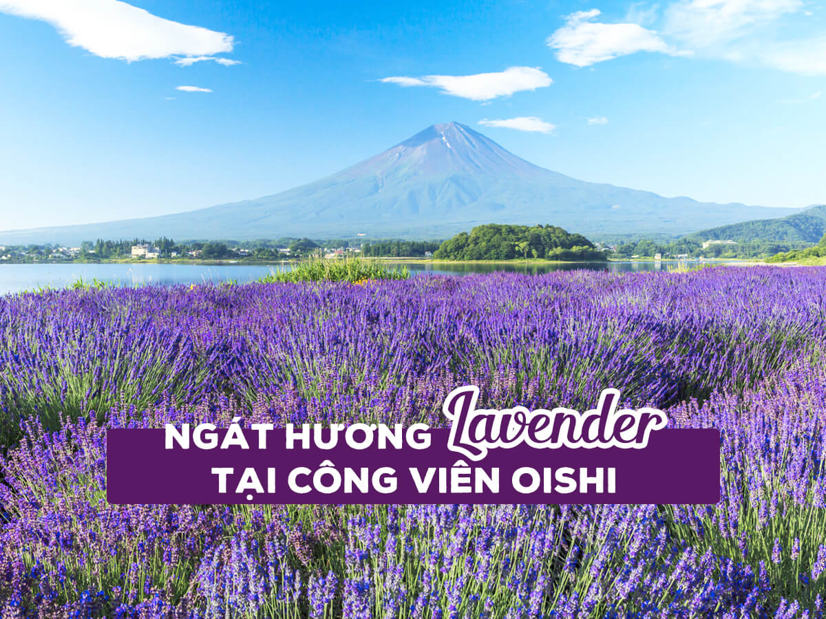 Ngát hương mùa hoa Lavender tại công viên Oishi