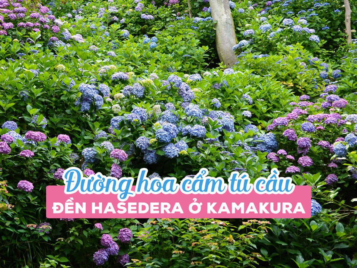 Hasedara Temple Hydrangea Road in Kamakura