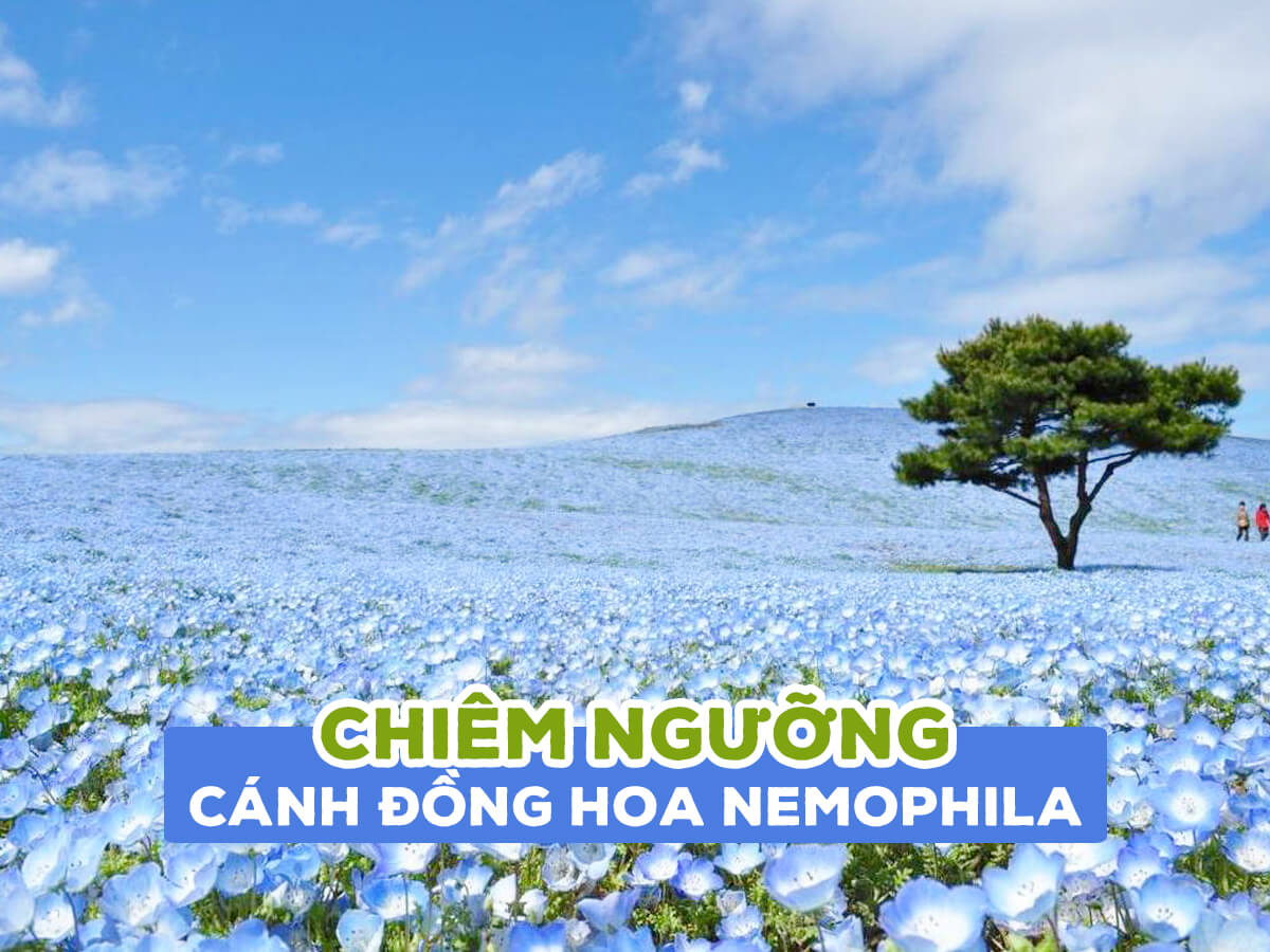 Admire the Nemophila flower fields at Hitachi Seaside park