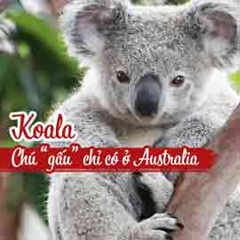 Dành cho khách du lịch thích Koala khi đến Úc