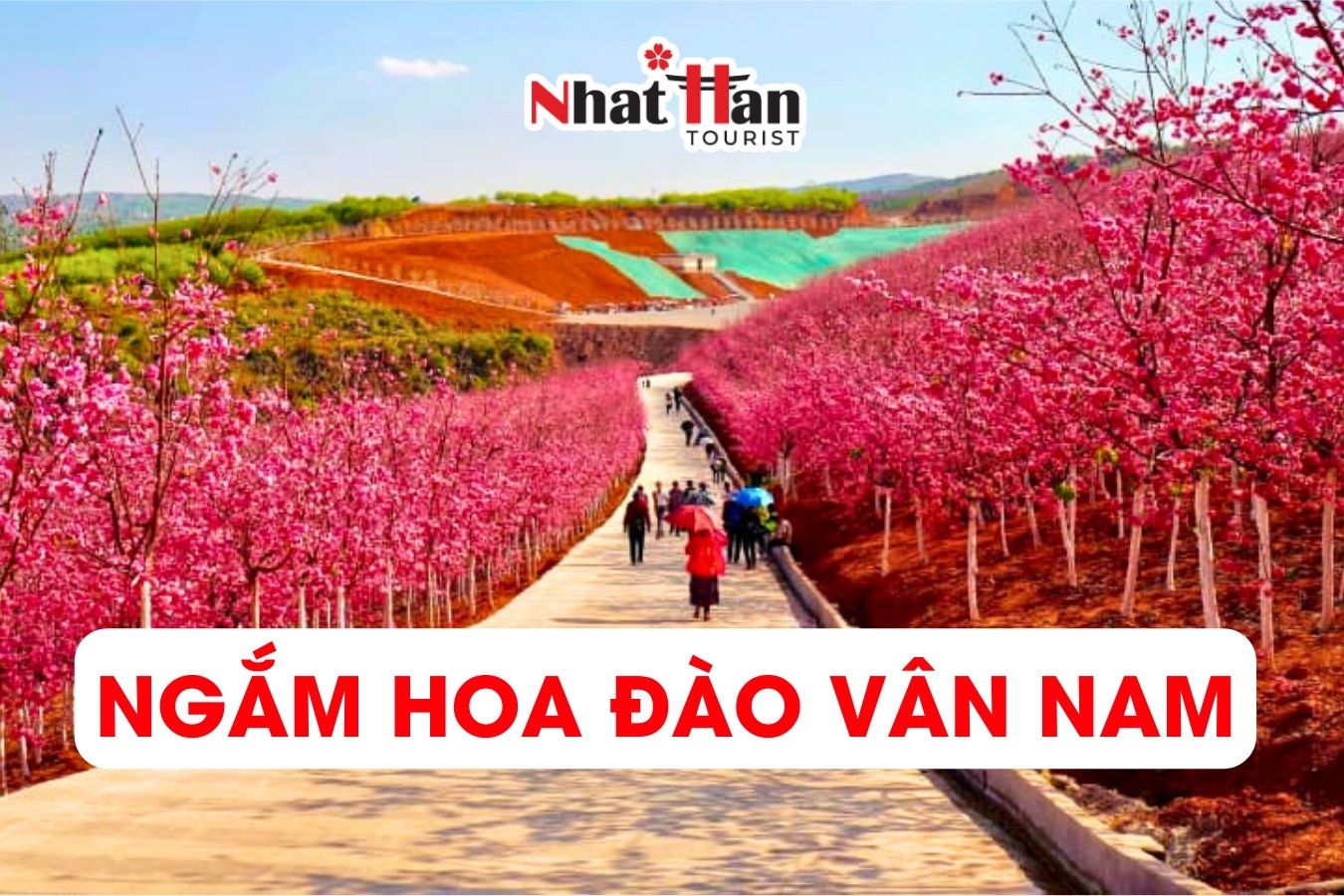 NGẮM HOA ANH ĐÀO VÂN NAM