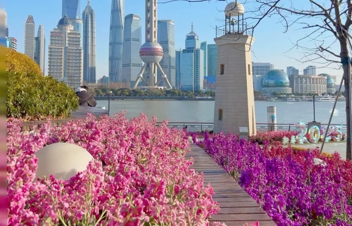 Du lịch Trung Quốc 2026: Tại sao mùa Xuân là thời điểm vàng để đi Thượng Hải?